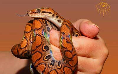 Symbolique du serpent